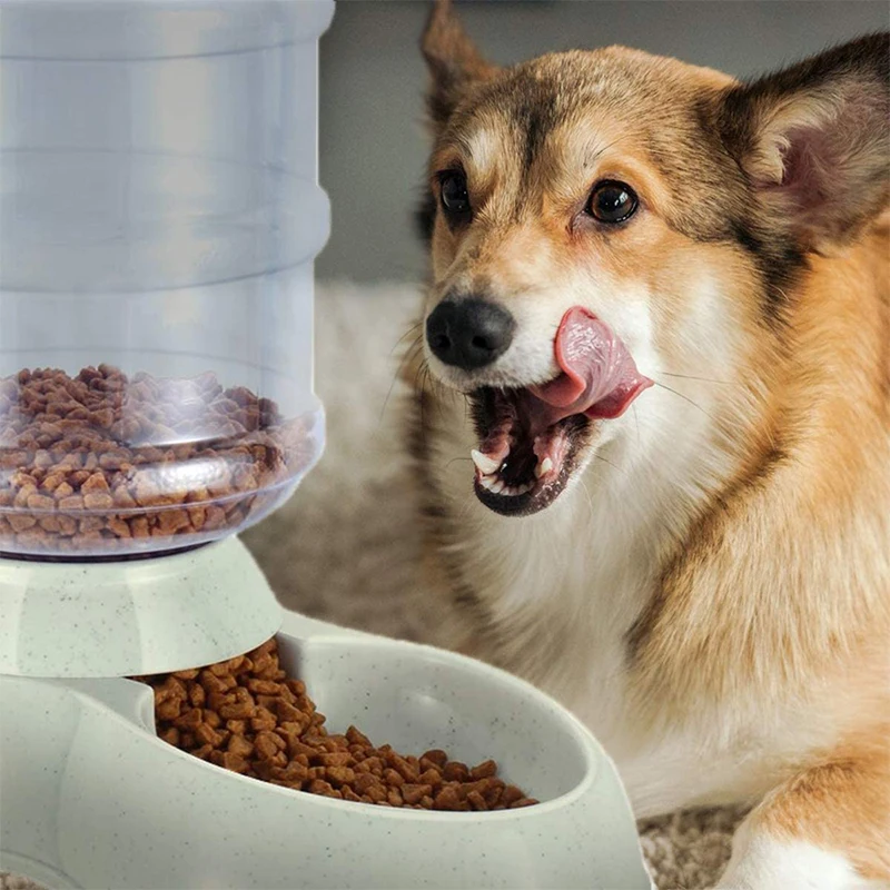 Pet Water Dispenser & Automatic Feeder Image