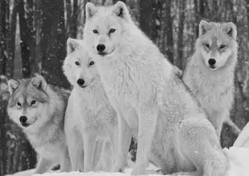

Wolf pack Photo Art Film Print Silk Poster Home Wall Decor 24x36inch