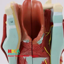 Сплит 5 частей щитовидной паратироидной горла дыхательная система ларингеальная анатомическая модель обучения медицине Mhl002