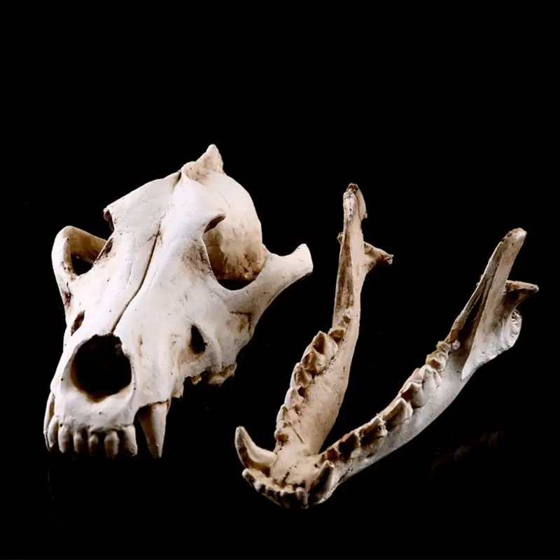 

Resin Animal Jackal Coyote Wolf Skeleton Model Teaching Learning Tool Aquarium Decoration Supplies