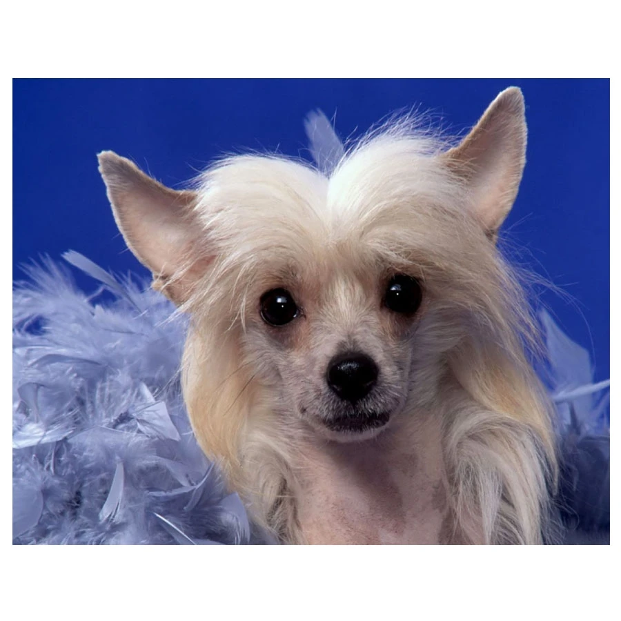 Full Square Round DIY Diamond Painting Chinese Crested Dog 5D Mosaic Diamond Embroidery Full Display Rhinestone Home Decor_副本