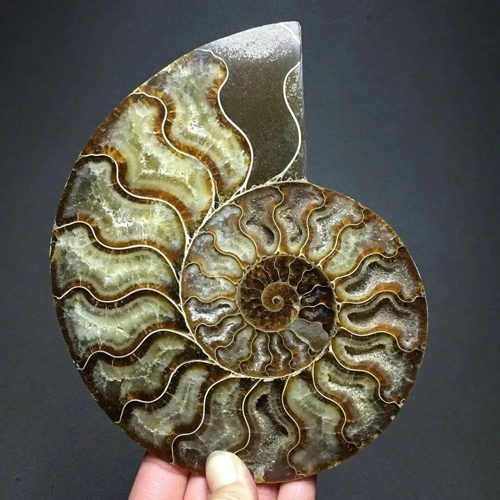 Details about  / 1pc Natural Ammonite Fossil Conch quartz Crystal Specimen Reiki Healing 200g+