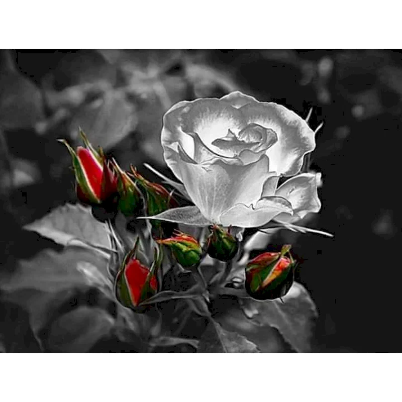 Gatyztory 40 50センチメートルフレーム数字大人のための色の花バラ絵手塗りdiyキャンバス家庭の壁の芸術 Paint By Number Aliexpress