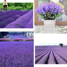 200 шт., очень ароматные органические РАСТЕНИЯ лаванды из Прованса, цветочные растения для улицы и дома, бонсай в горшках, сделай сам, для домашнего сада, посадки