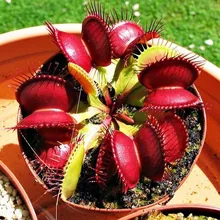 Акция только сегодня!$0,6 получить 2000 шт Dionaea muscipola гигантский зажим Венера Flytrap Сад бонсай растения Цветок Флорес