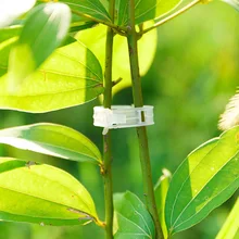 

Vines Fastener Tied Buckle Hook Plant Vegetable Grafting Clips Ring Trellis Vine Fixing Clip Agricultural Greenhouse Supplies