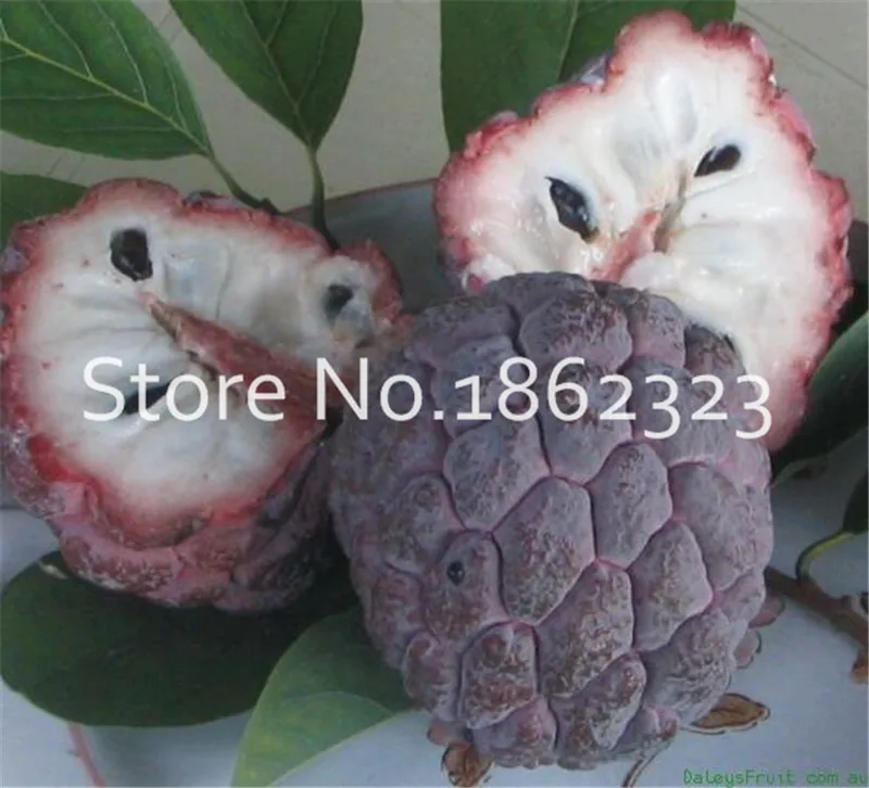 20 шт. Soursop бонсай фрукты, Graviola Annona муриката сладкий СОП вкусные фрукты бонсай сахар яблоко Annona дерево растение в бонсай