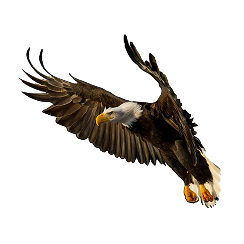 

HotMeiNi 13x 13cm Flying Eagle Bird Vinyl Decal Bumper Window Car Stickers Accessories Waterproof Brave Domineering Sign Gifts