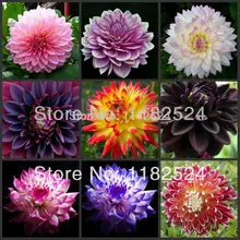 100 шт мульти-Цветной Георгин Oobonsai цветок F семильяс