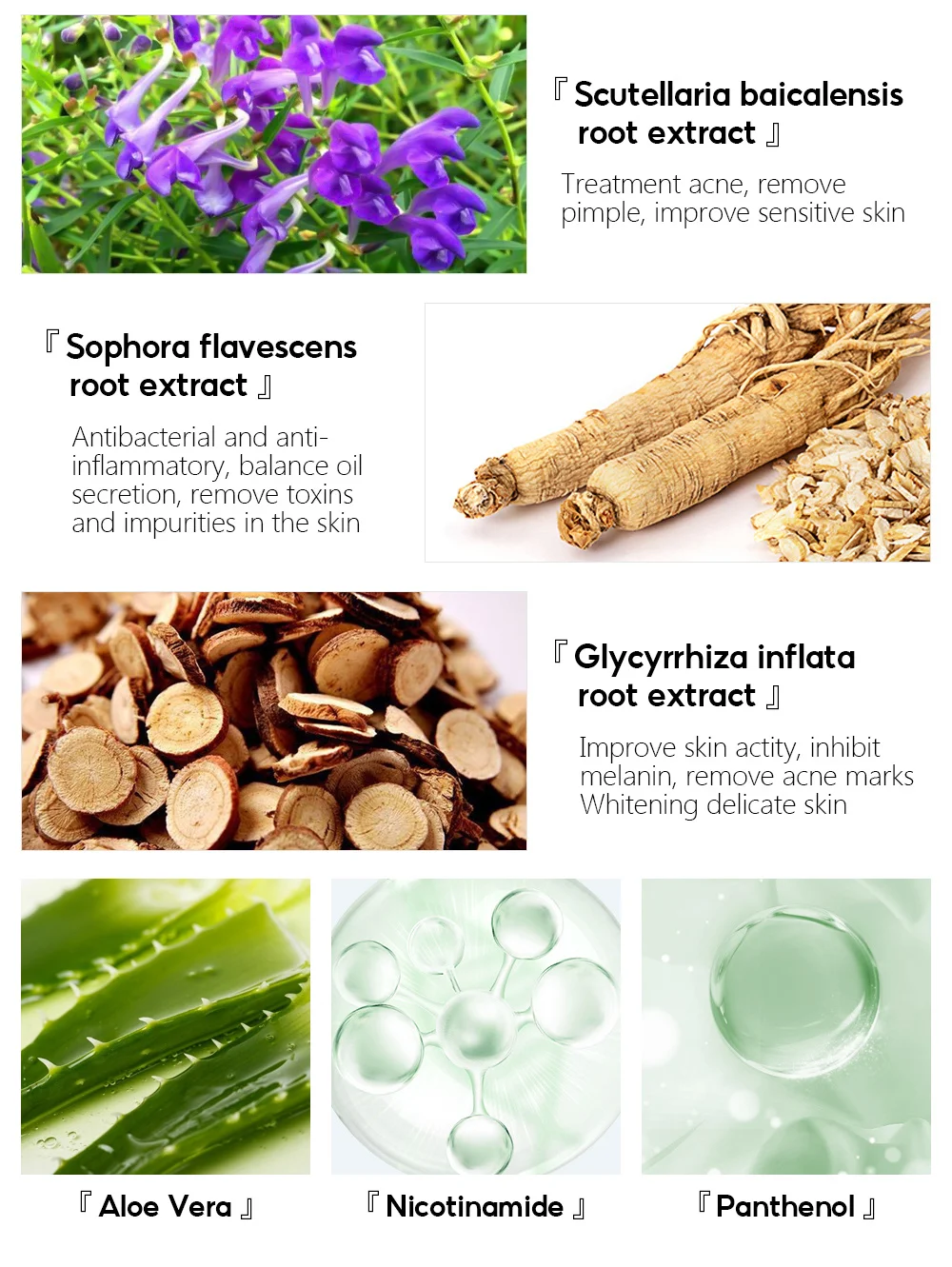 Scutellaria baicalensis root. Scutellaria baicalensis root