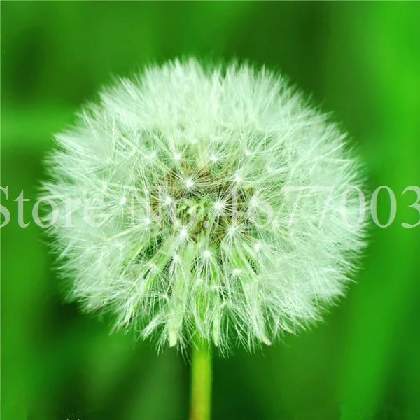 Taraxacum монгольский цветок бонсай, Одуванчик красивый монгольский Одуванчик бонсай Diy товары для домашнего сада травяные плантации 100 шт