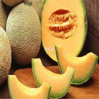 

Ngryise 5000Pcs A Set Cantaloupe