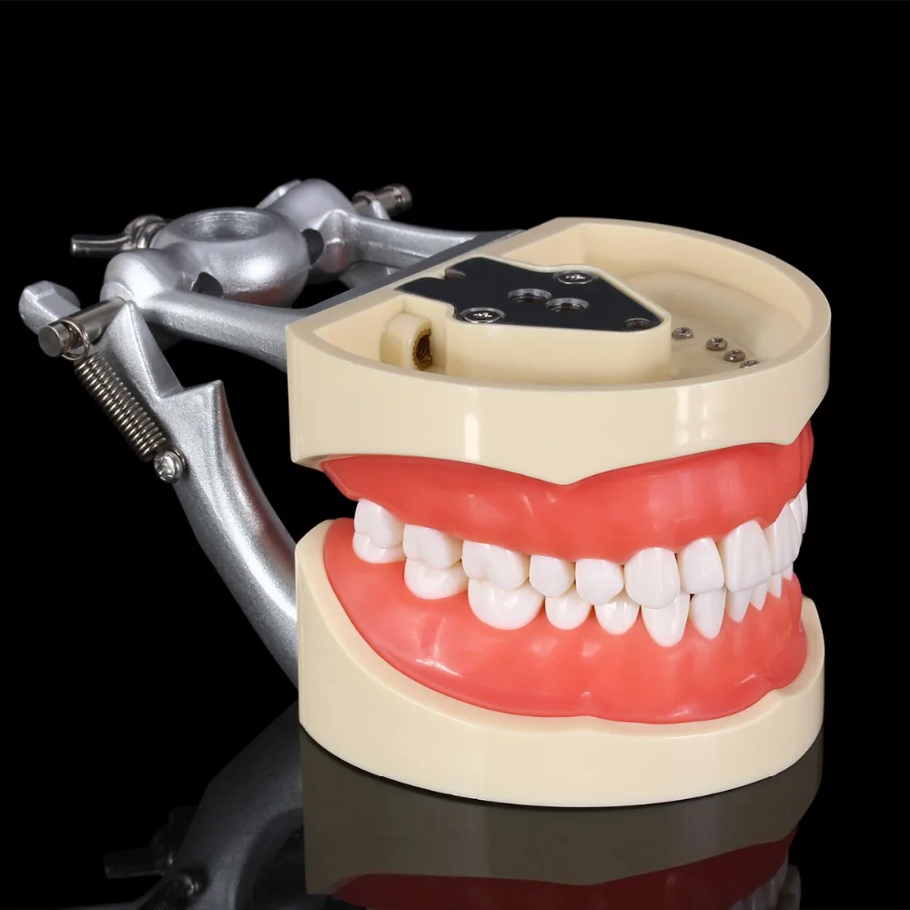 Стоматологическая обучающая модель стандартная 32 шт. съемные зубы стоматологический стоматолог Typodont модель съемные зубы мягкая модель десен для стоматологов