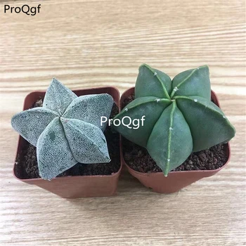 

Prodgf 2Pcs a set astrophytum