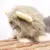 Регулируемая Львиная Грива Парик Шапка Кот Шляпа Костюм Косплей с Ушами Котенок Одеваются Шляпа Хэллоуин Зоотовары