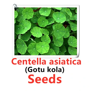 

[S-E-E-D] Centella asiatica seeds,Gotu kola,High germination rate >90% [not receive,return money]
