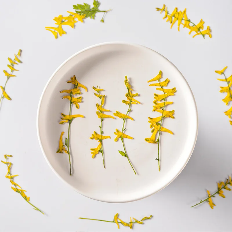 

60pcs Pressed Dried Parrot Flower With Stem Plants For Epoxy Resin Pendant Necklace Jewelry Making Craft DIY Accessories
