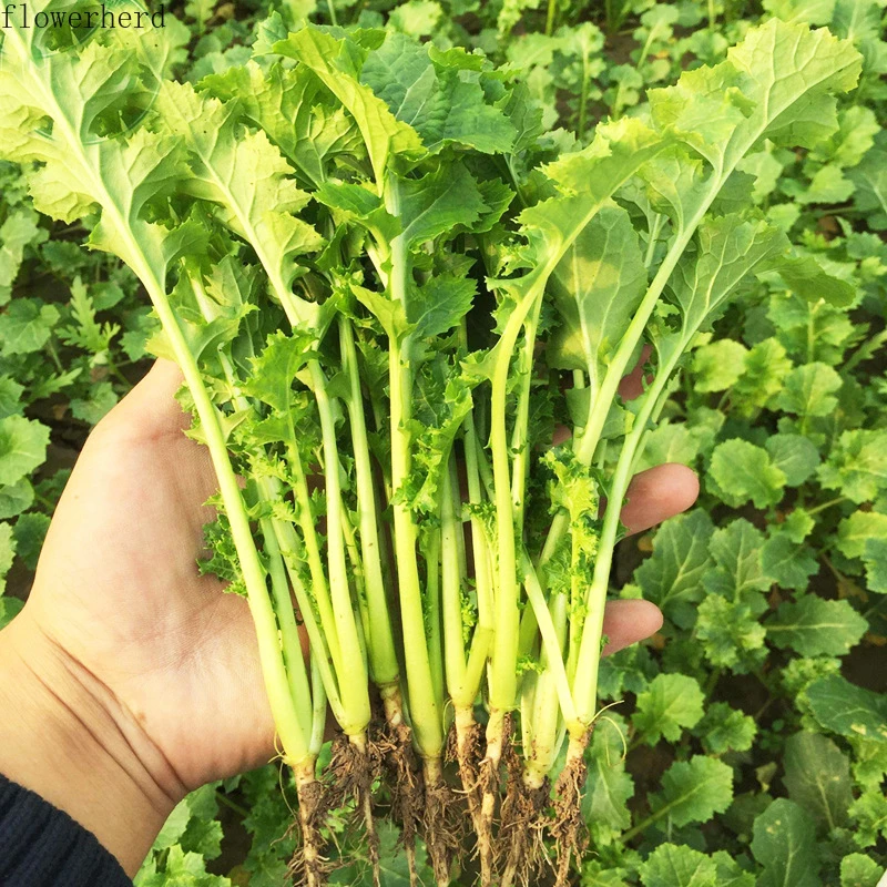 5 グラム水菜の種微葉漕ぎ花葉水菜赤種子野菜屋外野菜種子ガーデンツール Aliexpress