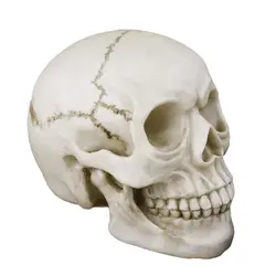 Человеческая модель черепа смола художественная обучающая модель медицинская Реалистичная 1:1 взрослый размер