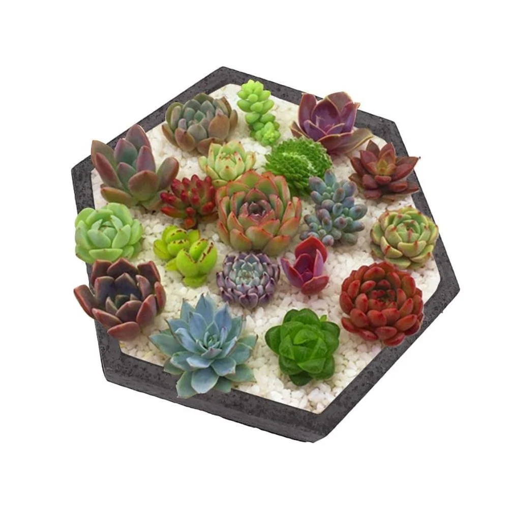 

Home Decor Candlestick Resin Mold Flower Succulents Plants Mold Geometric Shape Hexagon Silicone Flower Succulents Plants Mold