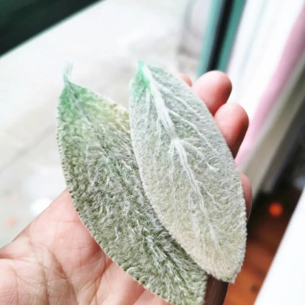 5 шт./лот природные свежие консервированные листья Stachys Lanata вечное растение для