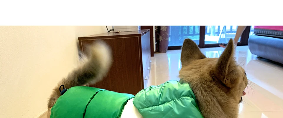 Chaqueta impermeable con capucha para Chihuahua y perros pequeños 14