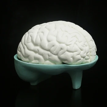 

3 Times Human anatomy skull anatomical male member surgical greys condoms medical instruments supplies traumatism pistol