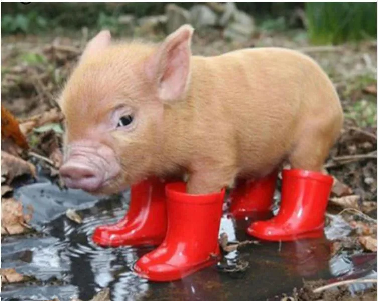 

5D DIY Diamond Painting Cross Stitch picture diamond Embroidery mosaic pig icon Red boots Full square Rhinestone needlework