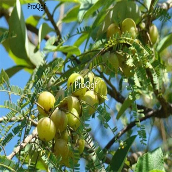 

Ngryise 100Pcs Phyllanthus emblica
