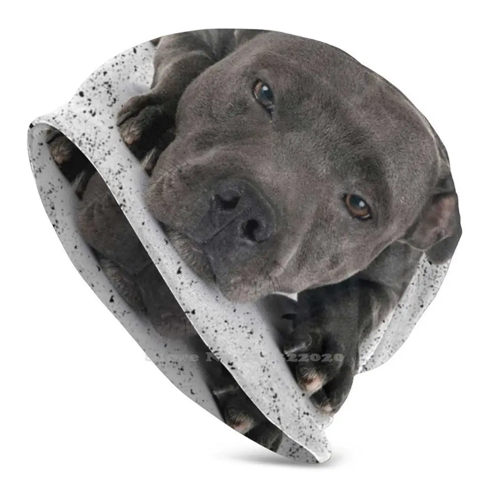 Love Is 4 Paws Waggy Tail Blue Staf Valley Bull Terrier Berretti Unisex Berretto Antivento Con Copertura Love Dogs Solo Una Ragazza Che Ama