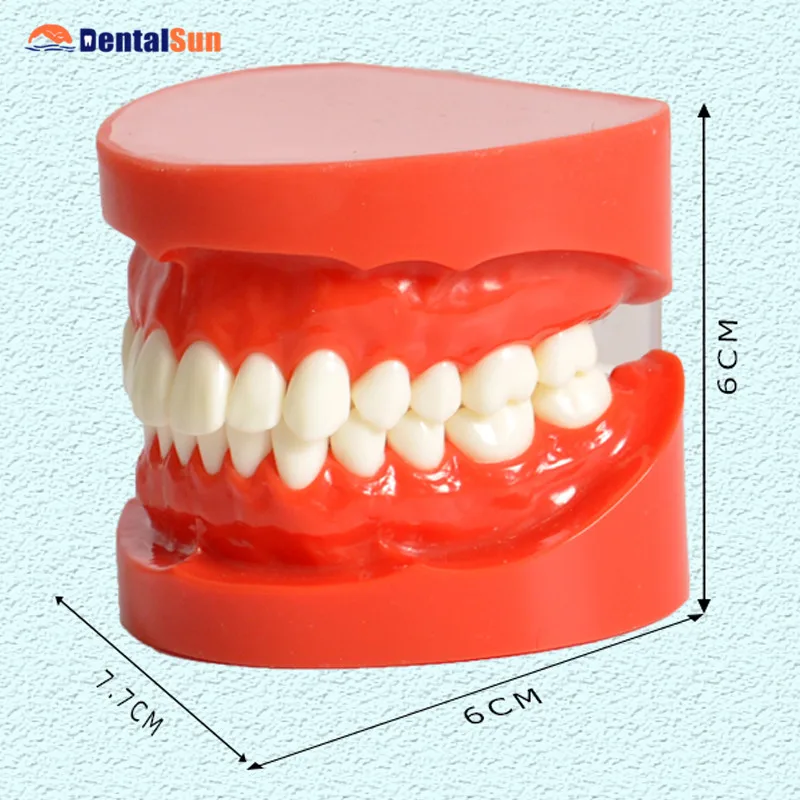 Стоматологический M7004R ортодонтический натуральный размер модель зубов-красный