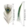 10Pcs Peacock Feathers 10-12inch and 10Pcs Peacocks Sword 12-15inch for DIY natural Feathers For crafts home wedding decoration ► Photo 3/6