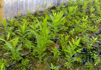 

Santalum Album Indian Sandalwood Tan Xiang