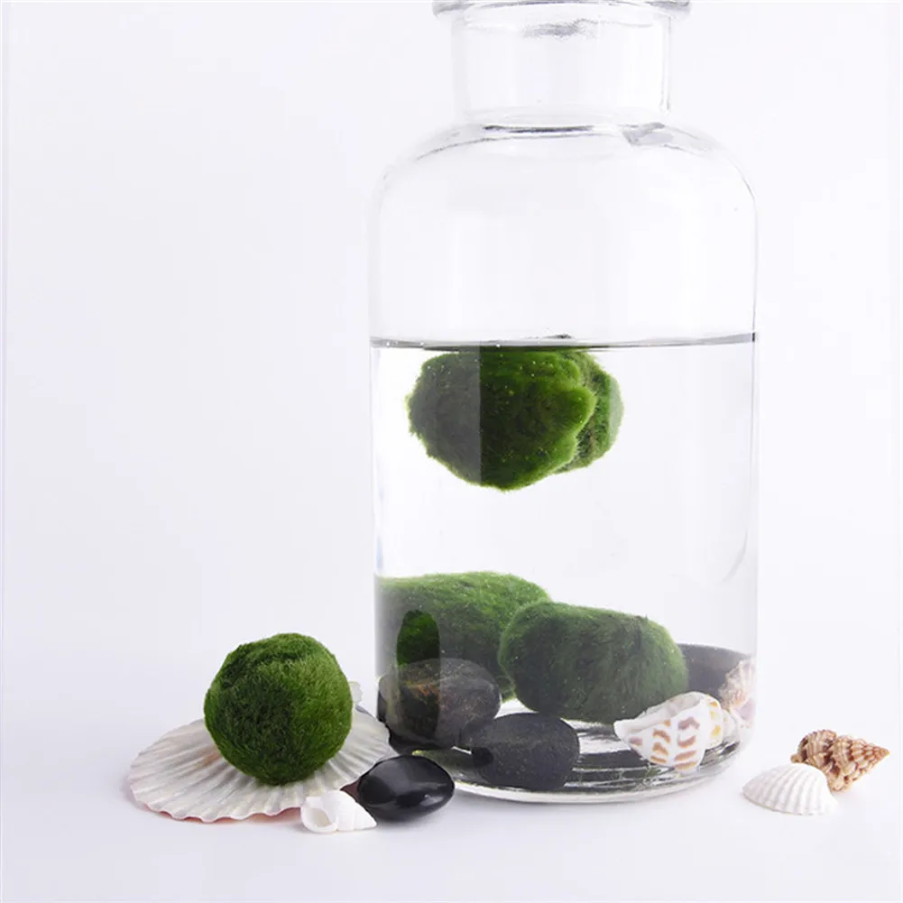 Япония Подлинный аквариум мяч Ландшафтный 1 см хлорелла водоросли Marimo Happy окружающей среды зеленый шарик из морской водоросли EZLIFE PT0305