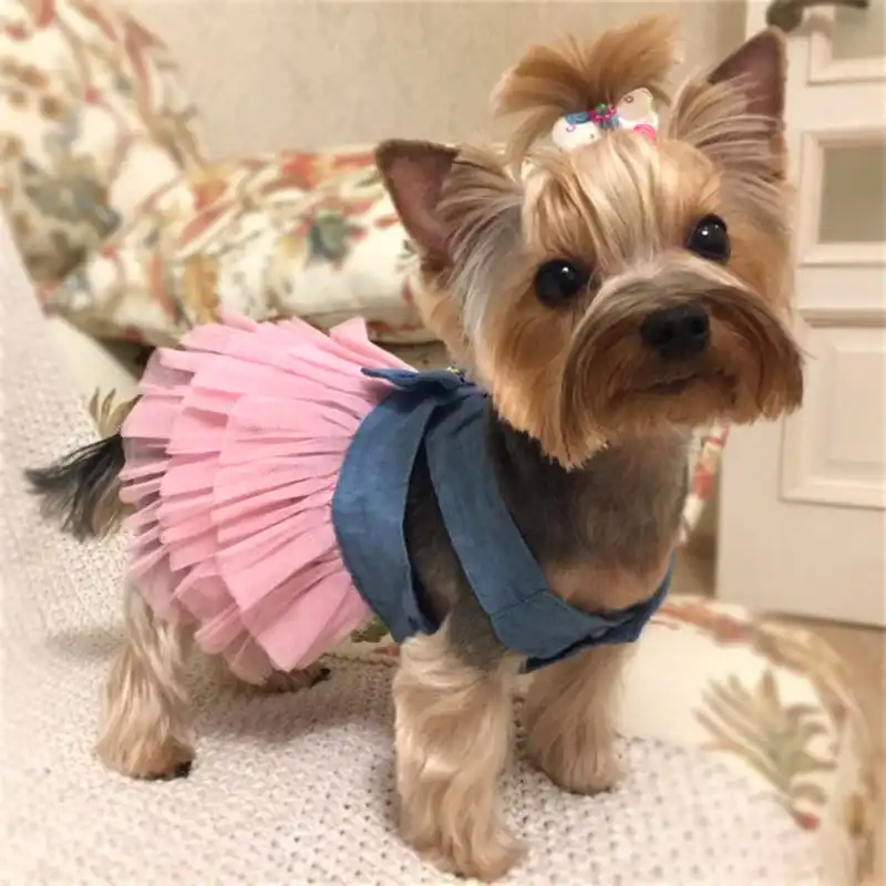 yorkie skirt cut