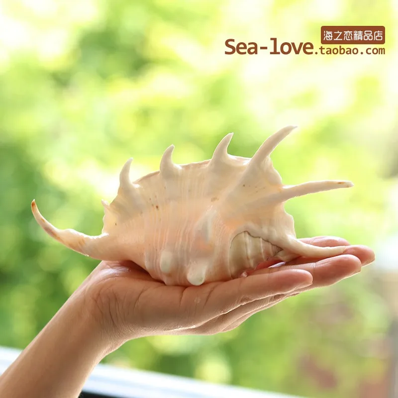 Seven-Horned Natural Conch Creative Gifts Mediterranean Home Decoration Fish Grass Jar Micro-landscape Landscaping Decoration