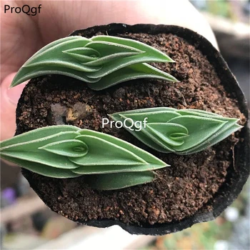 

Ngryise 3Pcs A Set succulent yifanfengshun