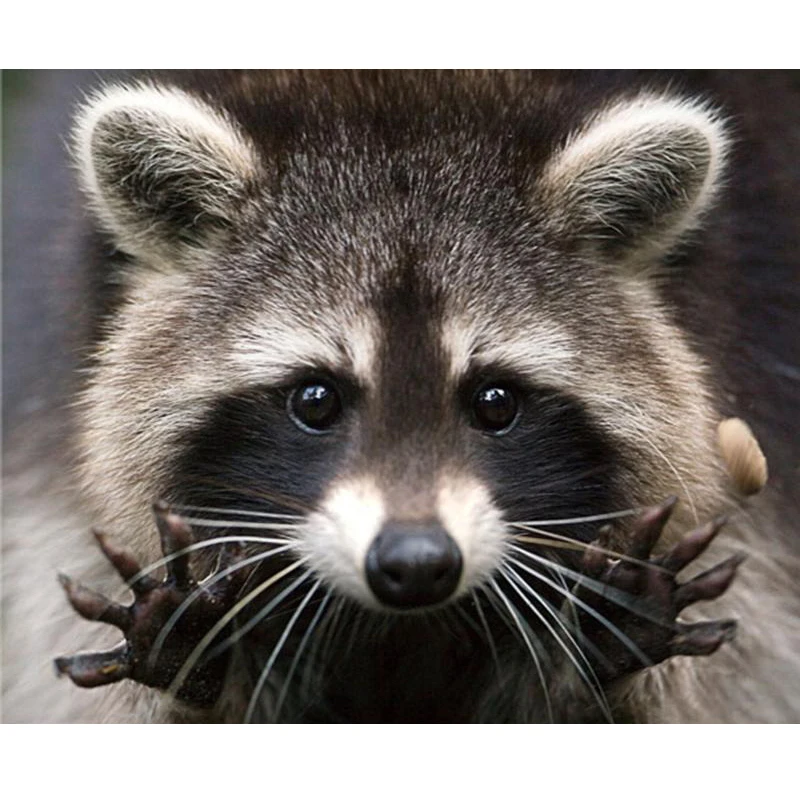 Полная круглая Алмазная мозаика вышивка крестиком милый енот подарок ручной