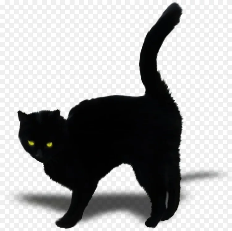 孟买猫黑猫家养短毛猫须黑猫png图片素材免费下载 图片编号5222 Png素材网 孟买猫黑猫家养短毛猫须黑猫png图片素材免费下载 图片编号5222 Png素材网