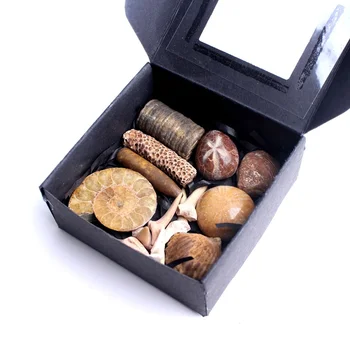 

Natural Mixed Ammonite Fossil Seafish Shark Teeth Minerals Specimen Rough Rock Stone Healing Collection Gift Healing