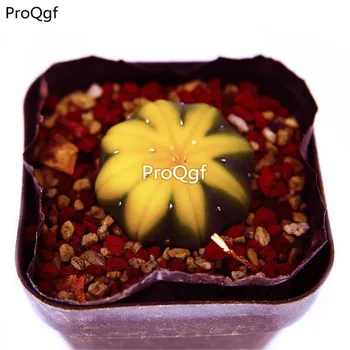 

Ngryise 2Pcs A Set astrophytum watermelon style