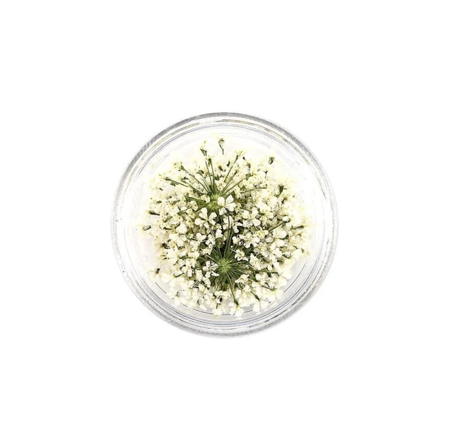 100 шт прессованный высушенный цветок Ammi Majus с коробкой сухие растения для эпоксидной смолы кулон из смолы ожерелье ювелирных изделий ремесло DIY аксессуары