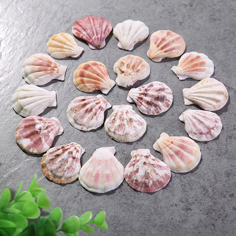 Thick Scalloped Conch for Fish Natural Decor Pattern Ocean Landscape Mediterranean Style 10 PCs/Lot