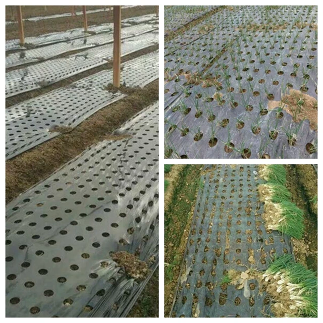 10M Fekete 5 Lyukú Talajtakaró Pe Plastic Mulch 0,02 Mm Mezőgazdasági Növények Cover Film Frost Protection Tartson Meleg Gyomvezérlés