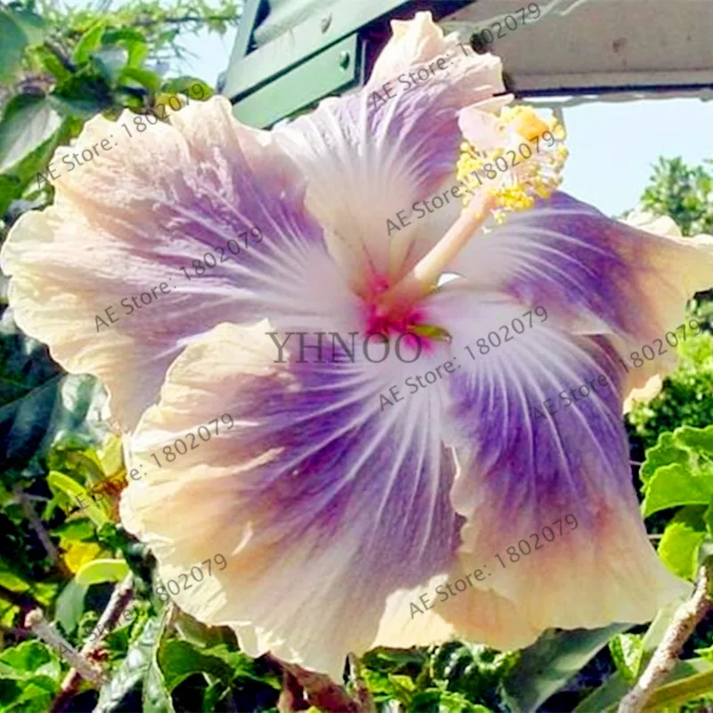 105 шт/упаковка 24 цвета гигантский Гибискус Флорес Dinnerplate Гибискус многолетний цветок для дома бонсай садовая посадка - Цвет: 8