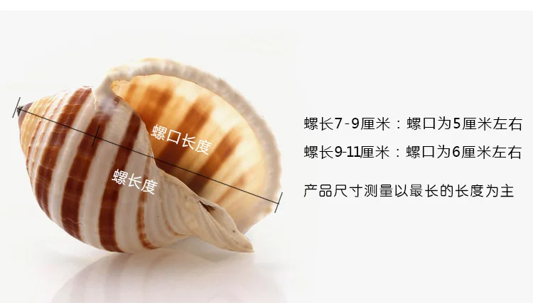 New Sea Snail Natural Shell Large Conch Fish Tank Aquarium Decoration Roll Shellfish Breeding Mediterranean Shell Pot Furnishing