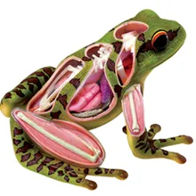 4D мастер Обучающие собранные игрушки животное биологический лягушка орган, анатомия медицина для обучения модель