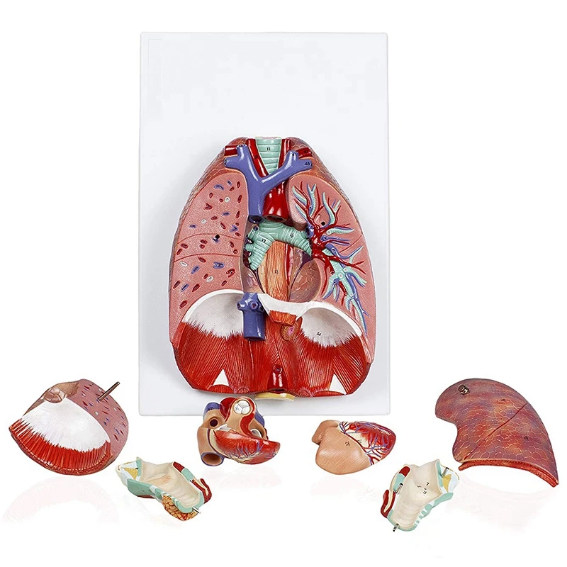 Анатомическая Анатомия человека дыхательная система медицинская модель горло сердце легкое с гортанью медицинские Обучающие анатомические модели