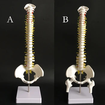

45CM Human Spine with Pelvic Model Human Anatomical Anatomy Spine Medical Model AB Style School Medical teaching supplies