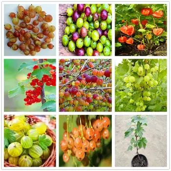 

Plant Flower Bath Salts Lantern fruits Essence 100Pcs XZZ-208